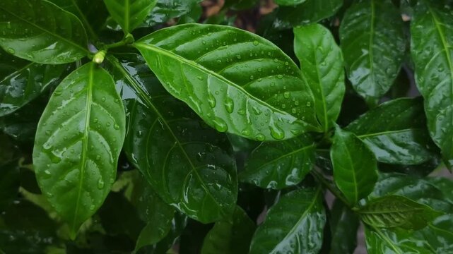 Rainforest showing wet green leaves with water in thailand
