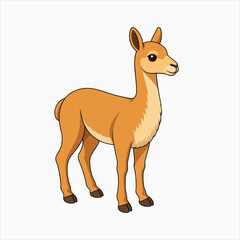 Fototapeta premium Vicuna soft wool camelid animal vector illustration