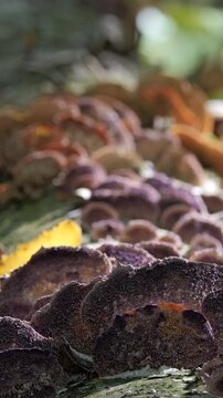 Group of mushrooms growing on a tree trunk in the autumn forest. (Trichaptum biforme). 