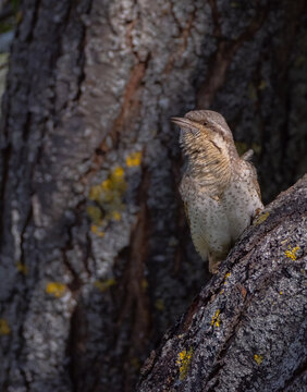 Eurasian Wryneck  - in spring at the garden