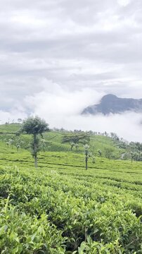 Lush green tea plantations across rolling hills with misty mountains, scattered trees and hillside homes, creating a serene highland agricultural landscape with drifting clouds and scenic countryside.