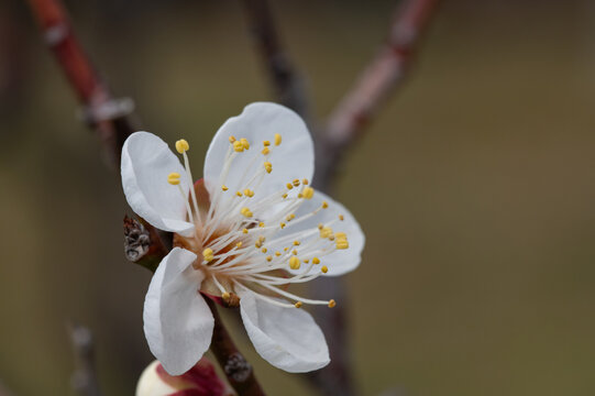 Close up of a single white plum blossom blooming gracefully in early spring with selective focus