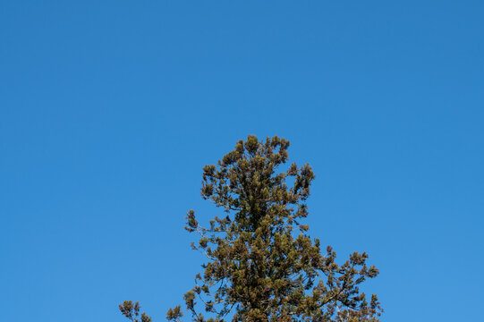 Cedar tree reaching toward clear blue sky with ample copy space in Japan