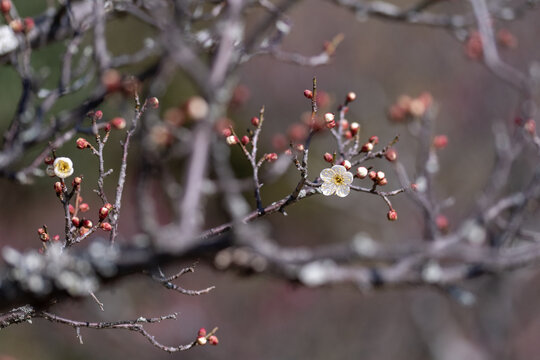Close up of early spring white plum blossom and buds on branch with copy space