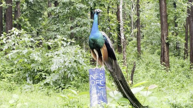 Indian peacock perched on a blue post in a lush green forest, displaying vibrant blue and emerald plumage with long tail feathers, a graceful wild bird standing calmly in its natural woodland habitat.