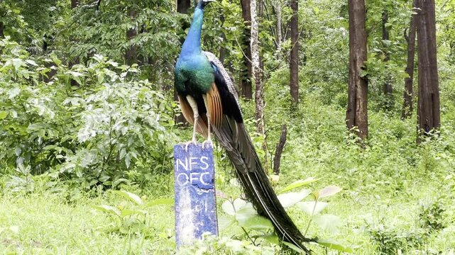 Indian peacock perched on a blue post in a lush green forest, displaying vibrant blue and emerald plumage with long tail feathers, a graceful wild bird standing calmly in its natural woodland habitat.