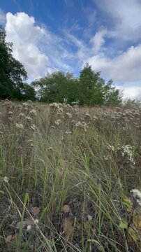 grass and sky