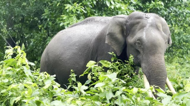 Asian elephant with visible tusks moving through dense green forest vegetation surrounded by lush tropical foliage, showing majestic wildlife behavior and natural habitat in a peaceful jungle setting.