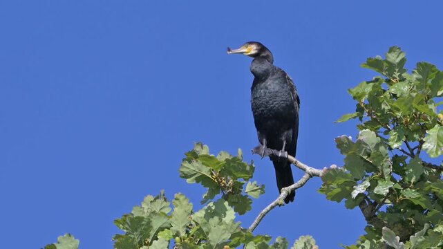 Cormorant (Phalacrocorax Carbo) adult at the top of a tall Oak tree, preening its feathers. September, Kent, UK [Half speed x4]