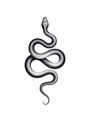 Fototapeta premium Grayscale coiled snake in s-shape with textured skin for medical or scientific illustration