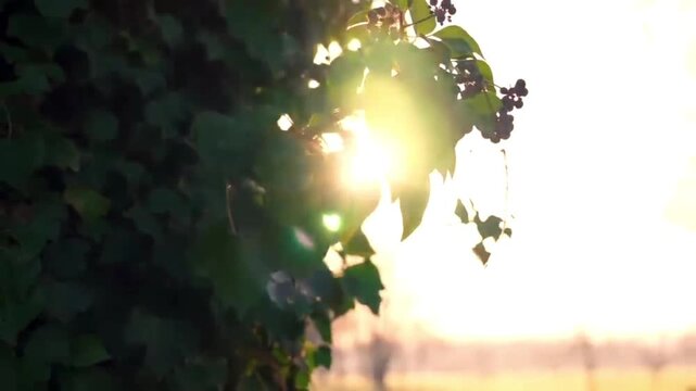 Real ivy leaves with sunlight flare at sunset, green leaves on tree with golden sun, authentic nature bokeh