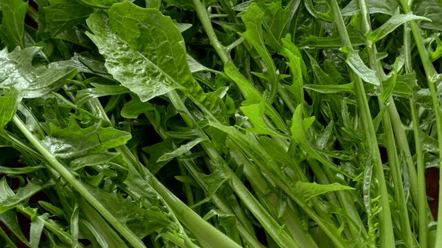 Close-up of wet chicory leaves in bright natural light. Smooth, centered rotation of green puntarelle texture with organic moisture, glare, and highlights filling the full-frame background.