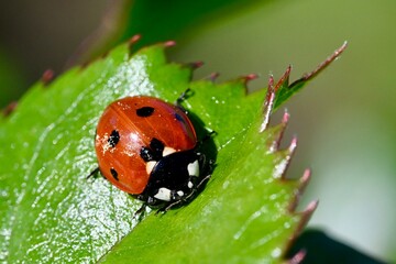 ladybug on leaf © Britta