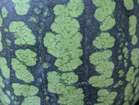 A textured green watermelon rind surface with characteristic dark jagged stripes creates a vibrant, natural organic fruit background template. 