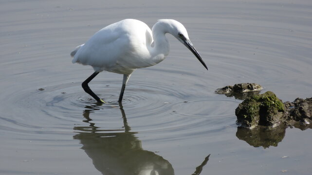 L&rsquo;aigrette garzette et son reflet dans les eaux calmes du marais