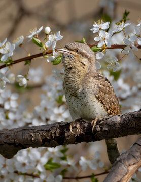 Eurasian Wryneck  - in spring at the garden