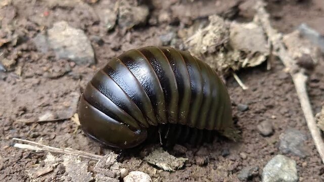 Pill Millipede Rolling into a Protective Ball: A glossy dark brown Arthropod curls its segmented body on forest soil, demonstrating an instant defensive mechanism against potential predators.
