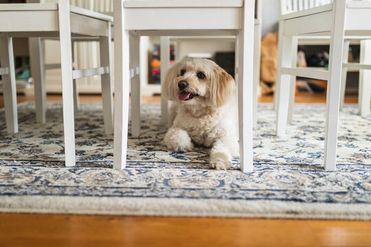 Cute small white dog lying on carpet under dining chairs