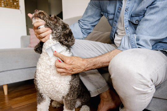 Anonymous older man brushing dog during grooming routine at home