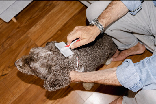 Anonymous dog owner brushing pet coat during grooming routine at home