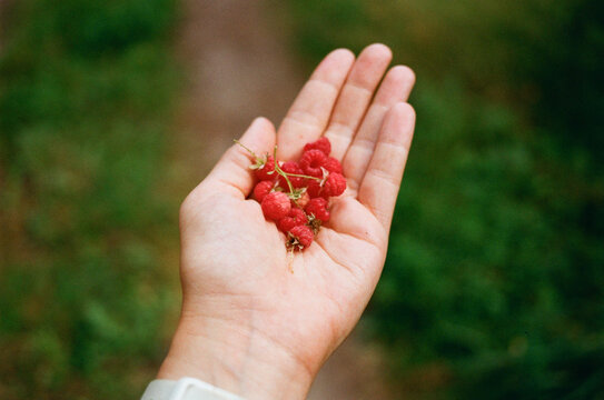 Gathering Fresh Raspberries in a Hand on a Warm Day
