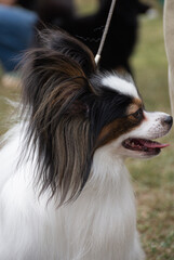Close-up profile portrait of a tricolor Papillon dog on a lead © Senko