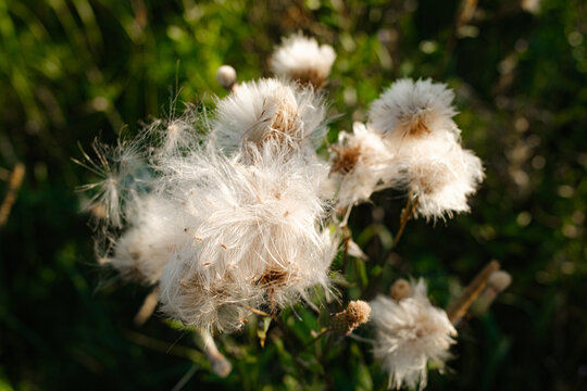 White Fluffy Flowers Grow in Green Field During Sunset