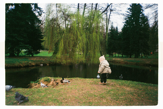 Toddler feeding ducks beside a pond in a park