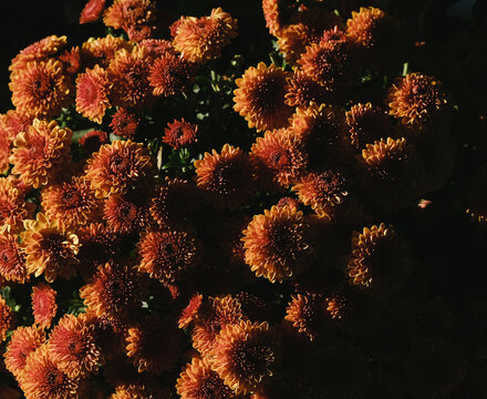 Mum flowers closeup during the fall season
