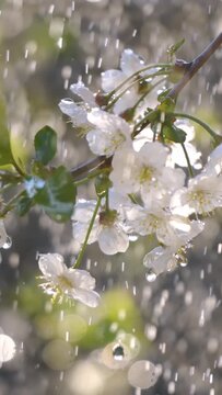 Cherry blossom period. Drops of spring rain fall on a cherry blossom. Shot on super slow motion camera 1000 fps.