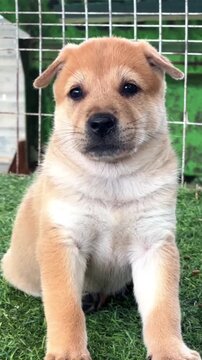 Adorable Golden Puppy Resting on Artificial Grass