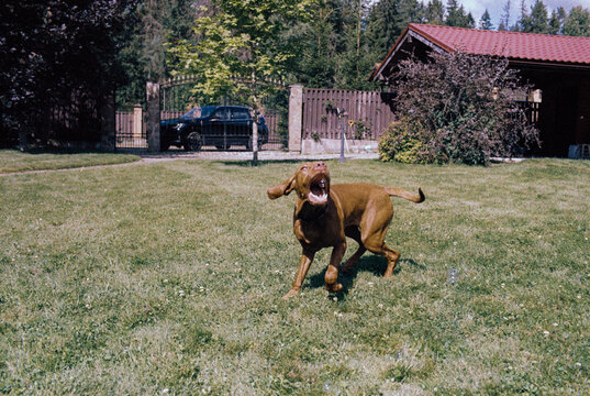 a red-haired dog of the Vyzhla breed
