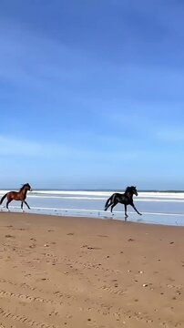 Two horses galloping freely along the sandy beach