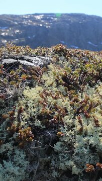 Arctic Tundra lichen moss close-up. Found primarily in areas of Arctic Tundra, alpine tundra, it is extremely cold-hardy. Cladonia rangiferina, also known as reindeer cup lichen.