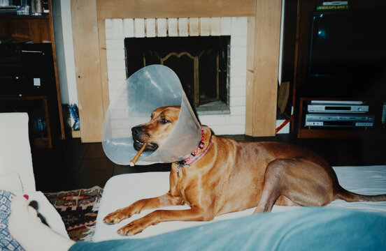Funny pictures of a dog holding in his mouth a cigar looking bone