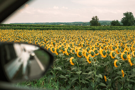 Sunflower Field From the Road