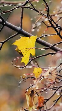 Leaves and branches of trees in late autumn during rain.