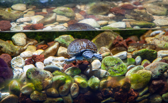 Sea turtle found at the Ocean Aquarium at Protara area, Paralimni  in Cyprus