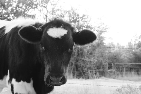 Black and White Crossbred Calf Standing Near Fence in Rural Pasture