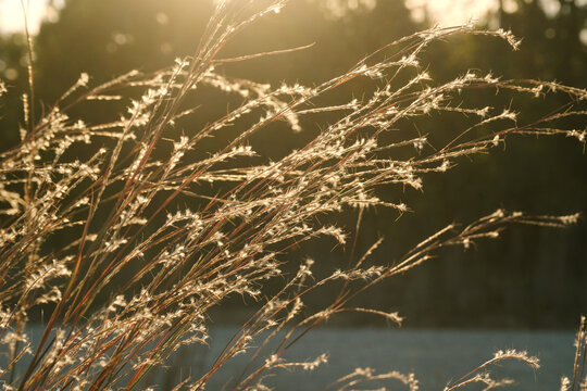 Fall season Texas grasses during golden hour in nature
