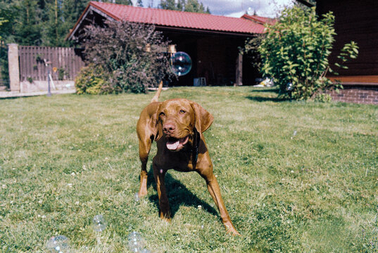a red-haired dog of the Vyzhla breed