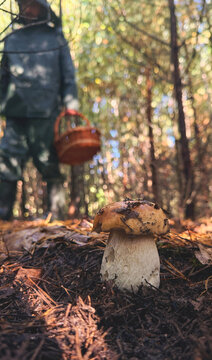 Picking mushrooms in the forest. Selective focus.