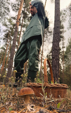Picking mushrooms in the forest. Selective focus.