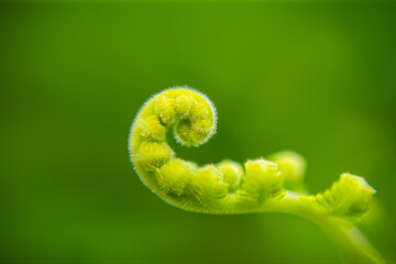 Macro close up of uncurling young green fern frond with bokeh background. © Ilham