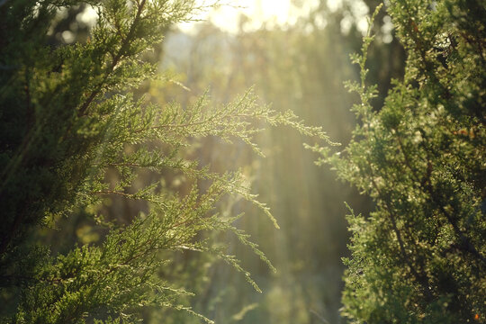 Sun beam behind juniper in Texas nature during sunrise