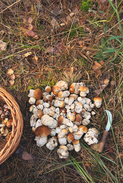 Picking mushrooms in the forest. Selective focus.