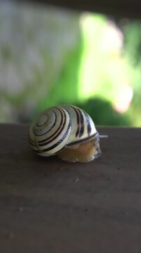 A snail with a striped shell on a wooden surface. A garden mollusk against a blurred green background.