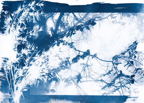 Split Composition Cyanotype with Bamboo and Branches
