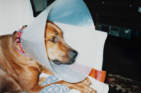 Dog Wearing Cone Collar Resting Indoors After Veterinary Treatment