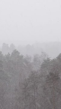 A forest landscape in thick fog or snowfall. The tops of the trees are hidden behind a veil of precipitation. Poor visibility in the forest.